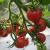 100 graines sac italien arbre tomate graines voyage l semences de cultures raisin tomates tomates grimper