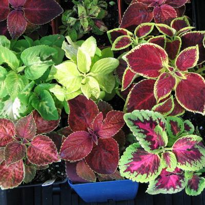 1024px coleus hybrids wizard