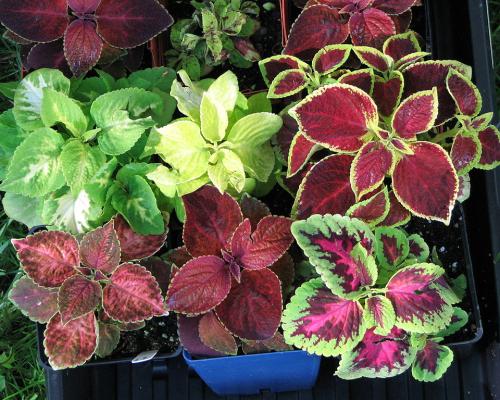 1024px coleus hybrids wizard