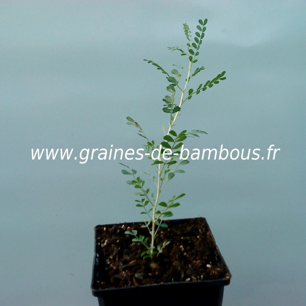 acacia-jaune-caragana-arborescens-petit-plant-www-graines-de-bambous-fr.jpg