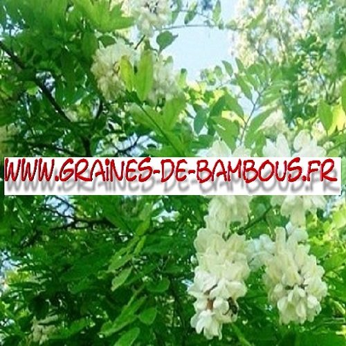 acacia-robinia-pseudoacacia-1000-graines-www-graines-de-bambous-fr-1.jpg