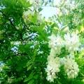 acacia-robinia-pseudoacacia-www-graines-de-bambous-fr.jpg
