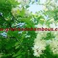 acacia-www-grainesdebambous-com-1.jpg