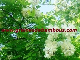 acacia-www-grainesdebambous-com-1.jpg