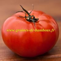 Ace 55 vf tomate graines