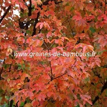 acer-a-ecorce-de-papier-acer-griseum-www-graines-de-bambous-fr-2.jpg