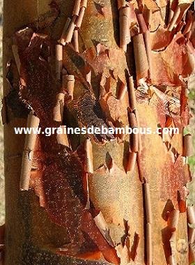 acer-a-ecorce-de-papier-site-www.jpg
