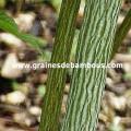 acer-a-peau-de-serpent-site-www.jpg