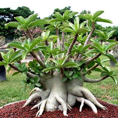 Adenium arabicum black giant graines