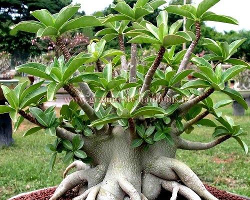 Adenium arabicum black giant