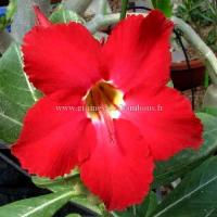 Adenium arabicum fleur rouge