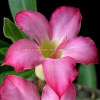 Adenium arabicum fleur