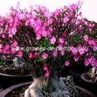Adenium arabicum www graines de bambous fr