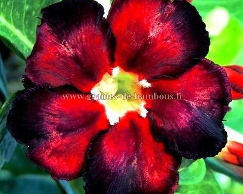 Adenium black fire