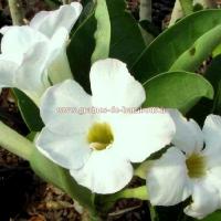 Adenium blanc