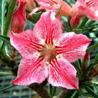 Graines adenium dance of butterfly