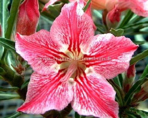 Adenium dance of butterfly