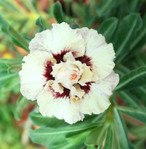 Adenium duchess graines de bambous fr