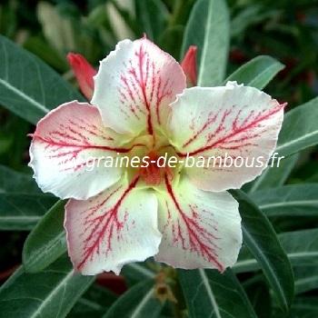 Adenium elegant ballerina graines