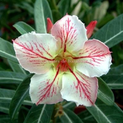 Adenium elegant ballerina graines