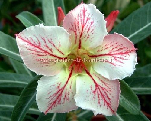Adenium elegant ballerina