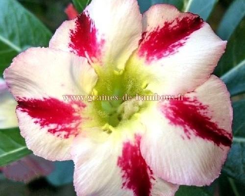 Adenium flagrant delight