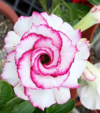 Adenium flamboyant rose graines de bambous fr