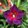 Adenium kaleidoscope graines