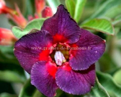 Adenium kaleidoscope