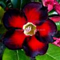Adenium obesum série à fleurs noires et rouges réf.746