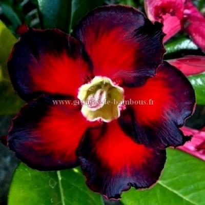 Adenium obesum série à fleurs noires et rouges réf.746