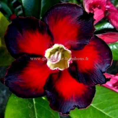 Adenium noir et rouge