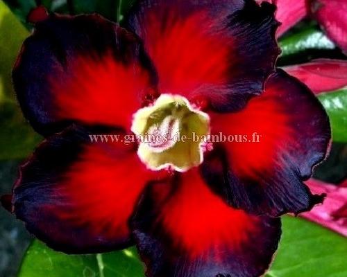 Adenium noir et rouge