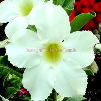 Adenium obesum asian star