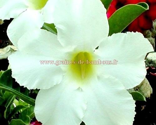 Adenium obesum asian star
