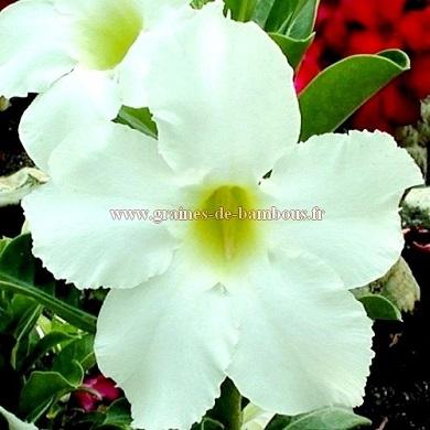 Adenium obesum blanc