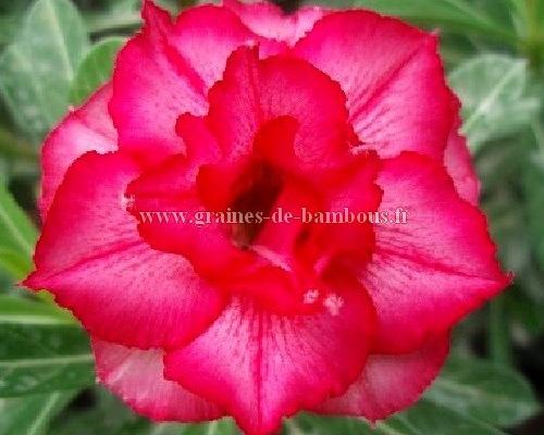 Adenium obesum double blush