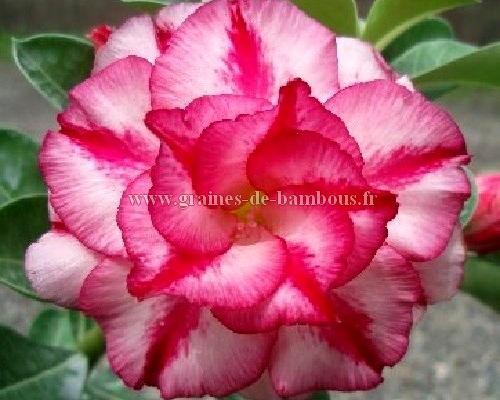 Adenium obesum double moons