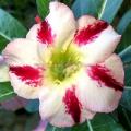 Adenium obesum flagrant delight