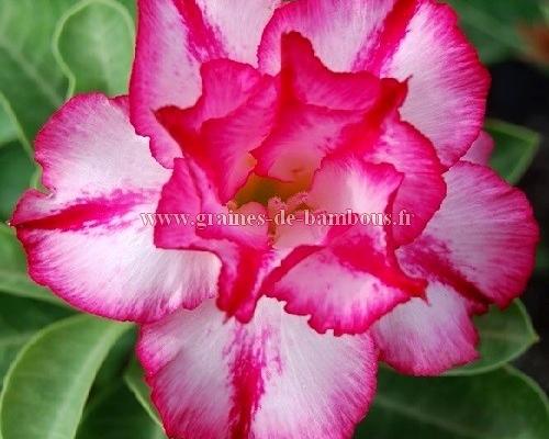 Adenium obesum fleur double