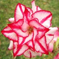 Adenium obesum fleur triple