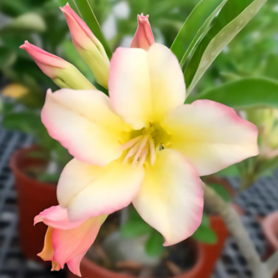Adenium obesum peach melba www graines de bambous fr 1 
