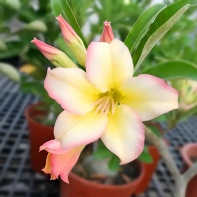 Adenium obesum peach melba www graines de bambous fr 1 