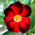 Adenium obesum rouge et noir