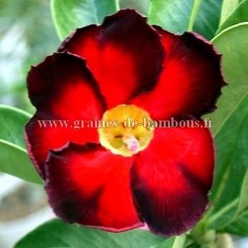 Adenium obesum  Achat & Guide d'Entretien - Fleuriste Binette et