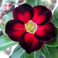 Adenium obesum