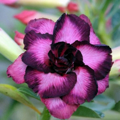 Adenium obsesum violet candy graines de bambous fr 1