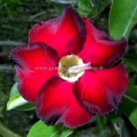 Adenium rose du desert