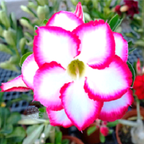 Adenium serie a fleurs rose et blancs graines de bambous fr 1