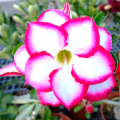 Adenium serie a fleurs rose et blancs graines de bambous fr